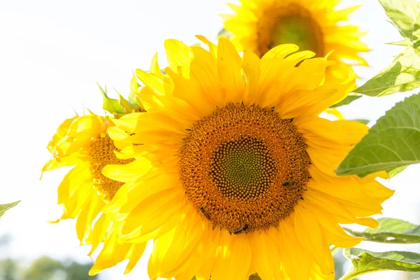 Färgglada vackra solrosor — Stockfoto