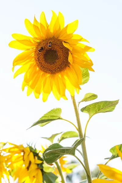 Mooie zonnebloem in veld — Stockfoto