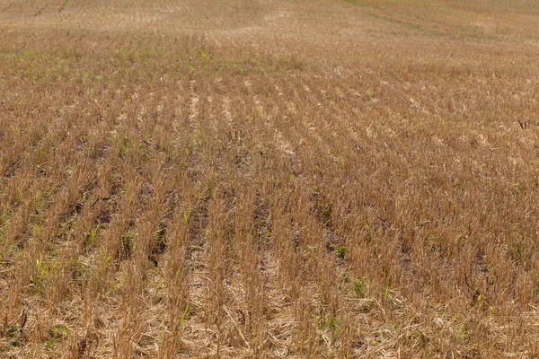 Anız hasat sonra yamacında