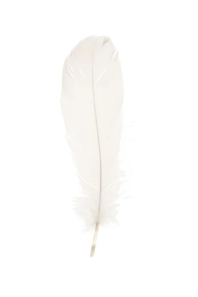 Single white feather — Stock Photo, Image