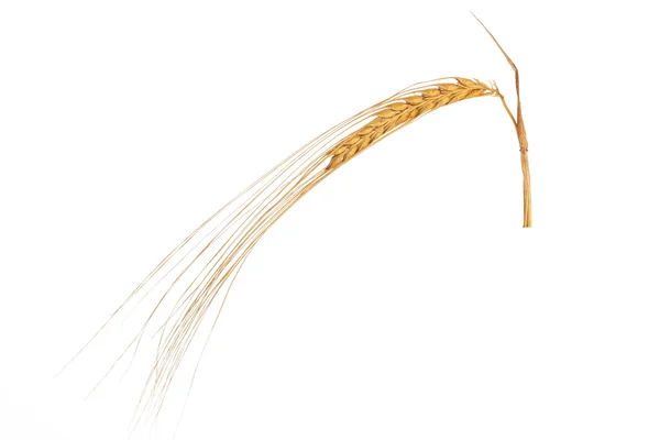 Ripe ear of wheat — Stock Photo, Image