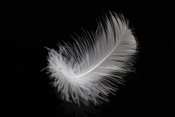 단일 화이트 깃털 — 스톡 사진