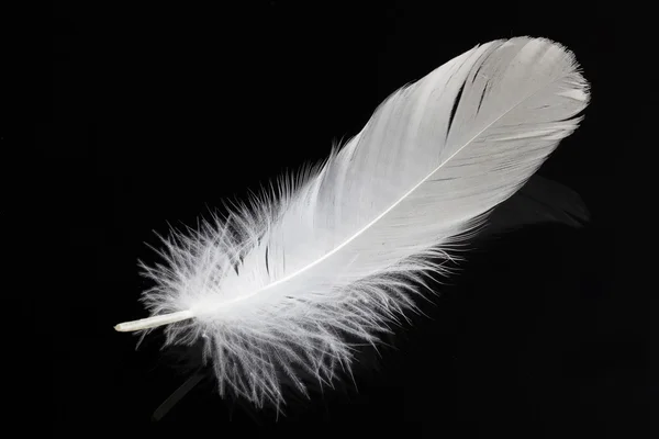 Single white feather — Stock Photo, Image