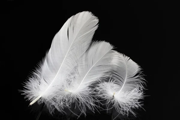 흰 깃털의 그룹 — 스톡 사진