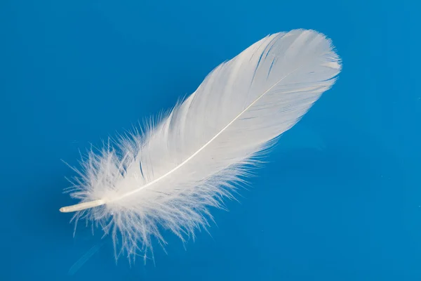 단일 화이트 깃털 — 스톡 사진