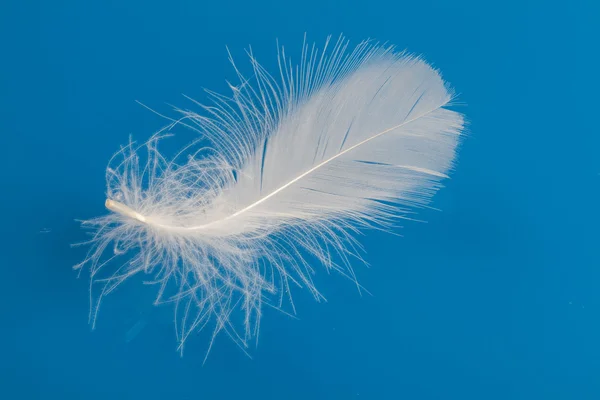 Single white feather — Stock Photo, Image