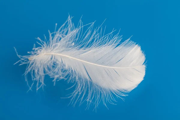 Single white feather — Stock Photo, Image