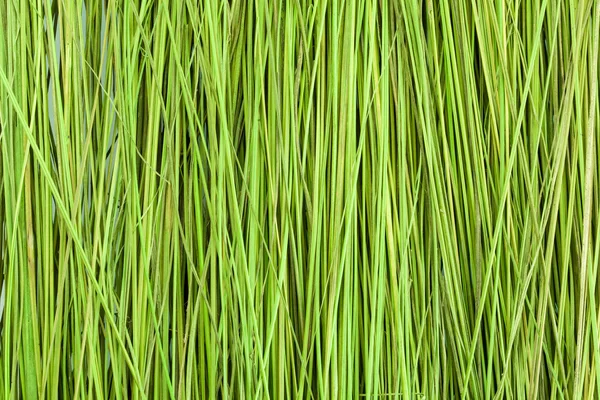 Erba verde texture sfondo — Foto Stock