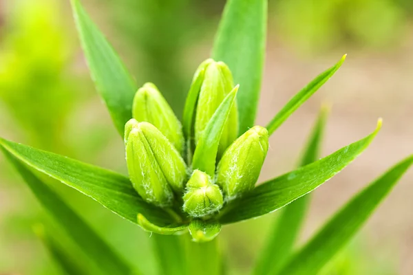 Gröna lily knoppar — Stockfoto