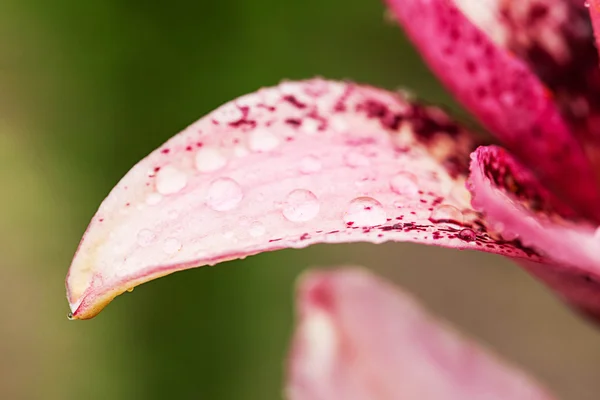 ピンクのユリの花 — ストック写真