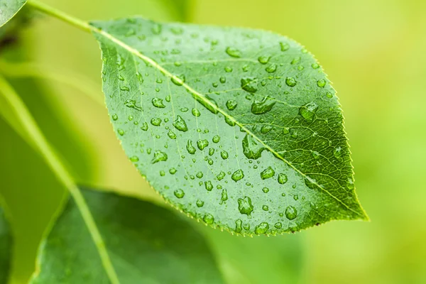 Foglia con gocce d'acqua — Foto Stock