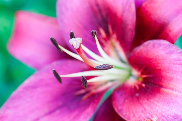 Pink lily květina — Stock fotografie