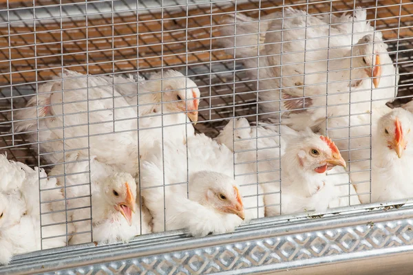 Resting nestling chickens — Stock Photo, Image