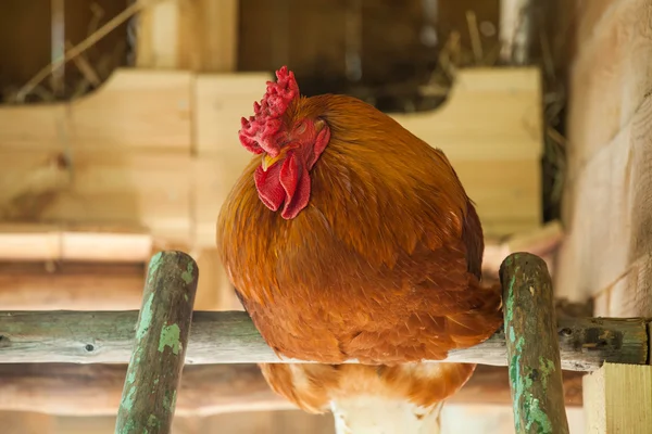 Brown rooster on fence — Stock Photo, Image