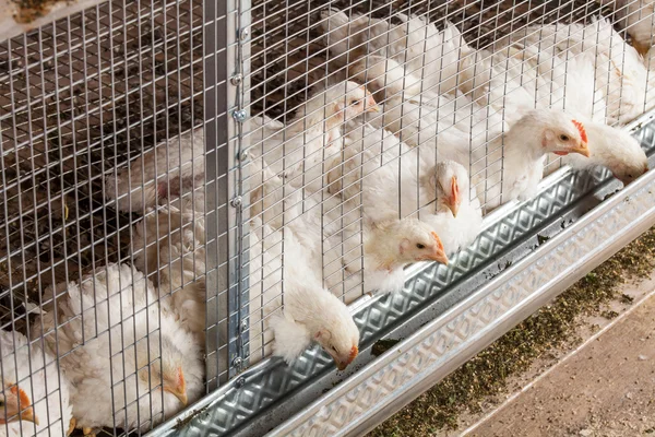 Resting nestling chickens — Stock Photo, Image