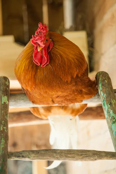 Brown rooster on fence — Stock Photo, Image