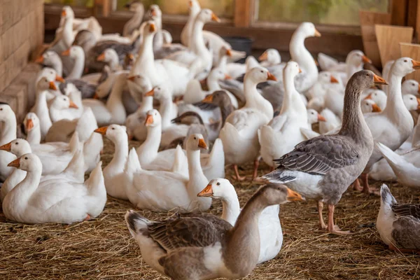 Funny Geese at farm — Stock Photo, Image