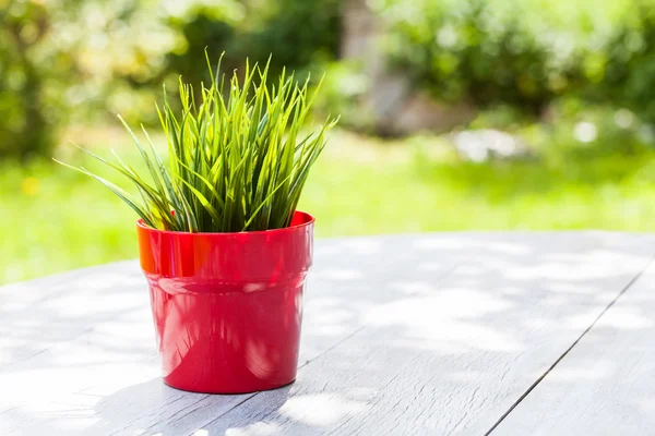 Olla roja con flores —  Fotos de Stock