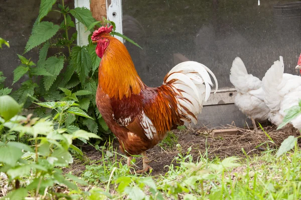 Séta a kakas Farm — Stock Fotó