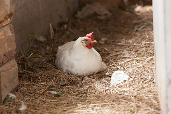 Hühnergarten — Stockfoto