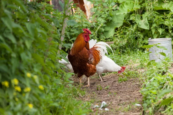 Walking cock in farm — Stock Photo, Image