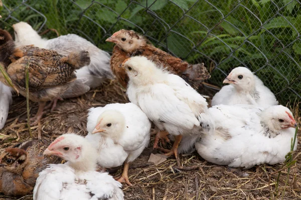 Resting nestling chickens — Stock Photo, Image