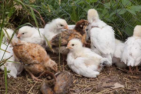 Resting nestling chickens — Stock Photo, Image