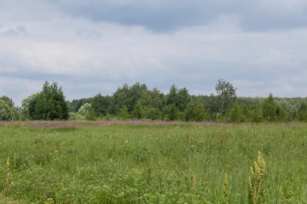 Wiese mit Sommergras — Stockfoto