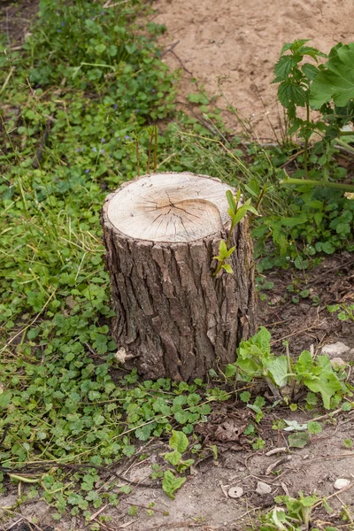 Stump on the green grass — Stock Photo, Image