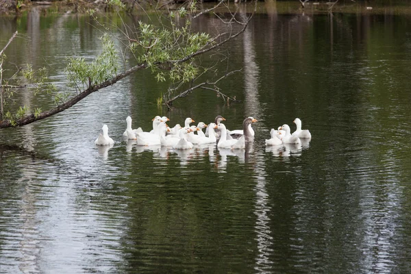 Flock of funny geese — Stock Photo, Image