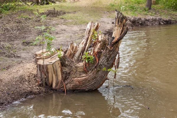 Tree stump on the river bank — Stock Photo, Image