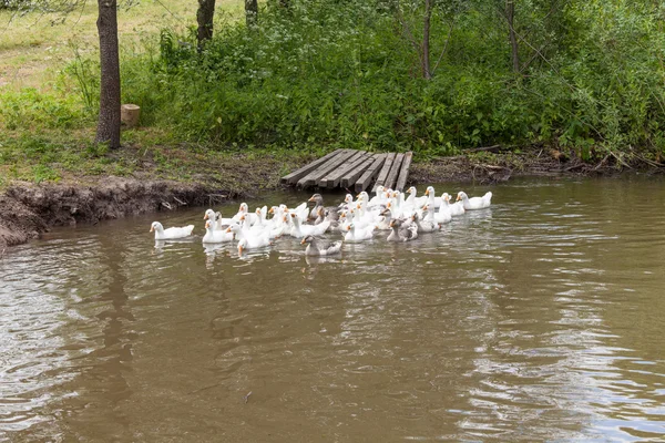 Flock of funny geese — Stock Photo, Image