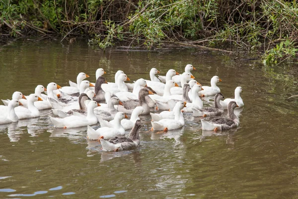 Flock of funny geese — Stock Photo, Image