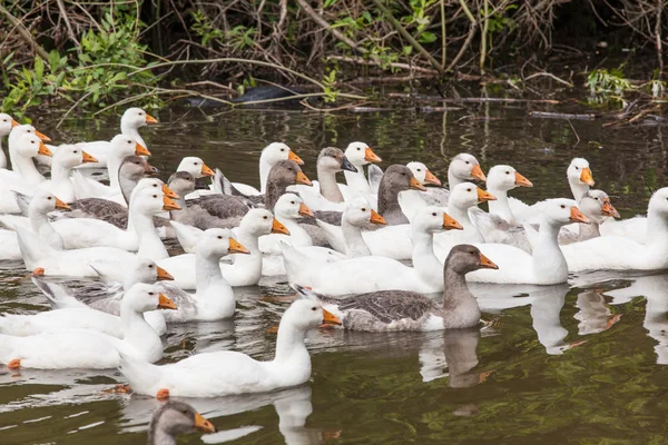 Rebanho de gansos engraçados — Fotografia de Stock