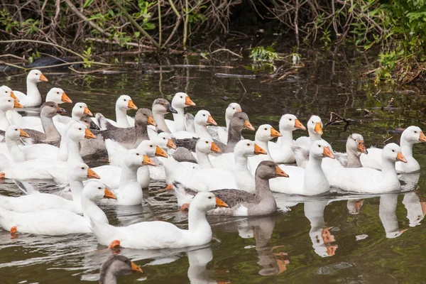 Kudde van grappige ganzen — Stockfoto