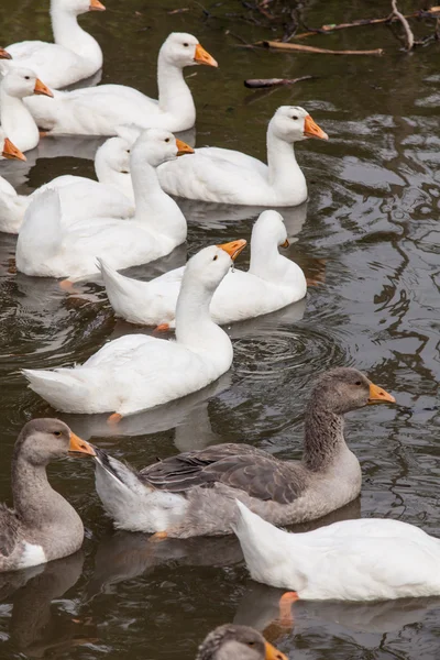 Kudde van grappige ganzen — Stockfoto