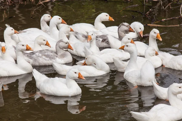 Kudde van grappige ganzen — Stockfoto