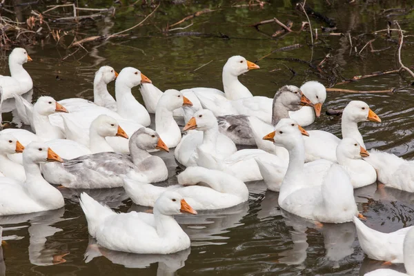 Flock of funny geese — Stock Photo, Image