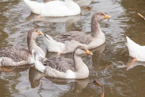 Kudde van grappige ganzen — Stockfoto