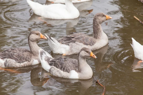 Flock of funny geese — Stock Photo, Image