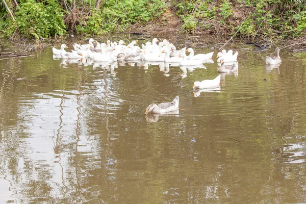 Flock of funny geese — Stock Photo, Image