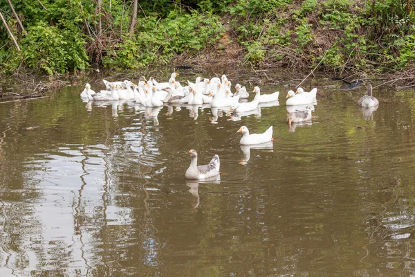 Flock of funny geese — Stock Photo, Image