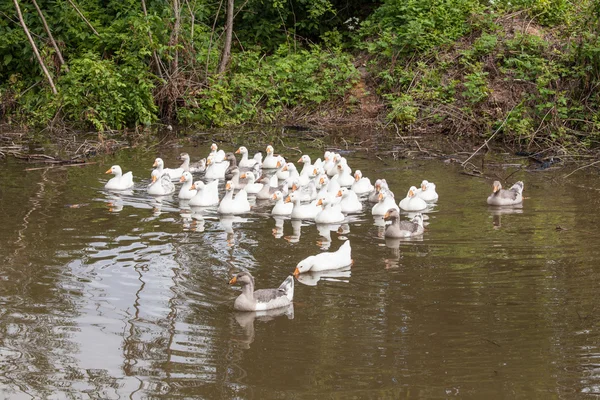 Flock of funny geese — Stock Photo, Image