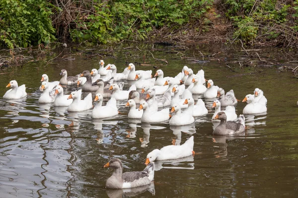 Flock vicces liba — Stock Fotó