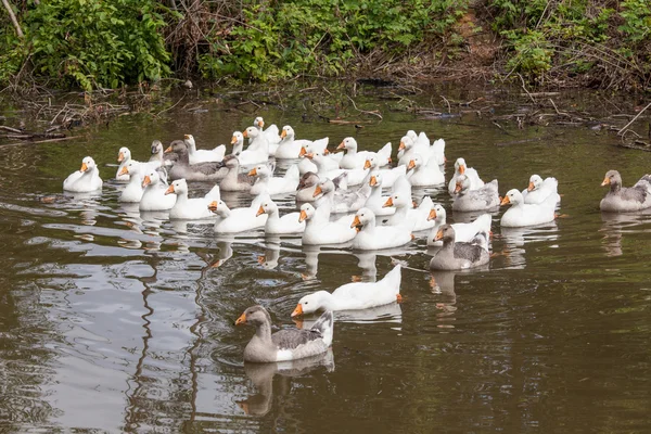 Flock of funny geese — Stock Photo, Image