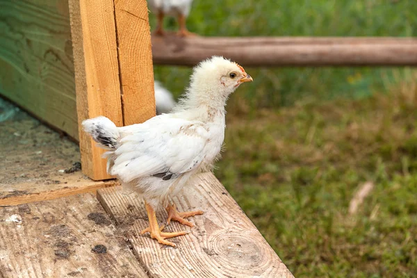 Nestling runs in garden — Stock Photo, Image