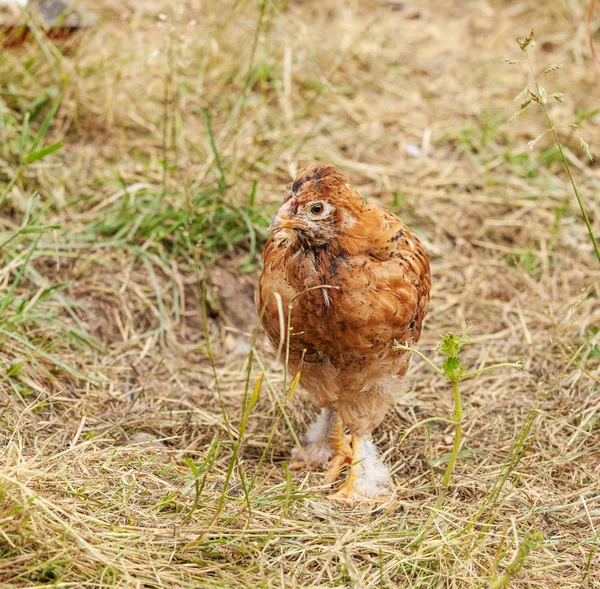 Nestling kører i haven - Stock-foto