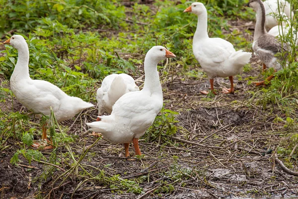 Flock of funny geese — Stock Photo, Image