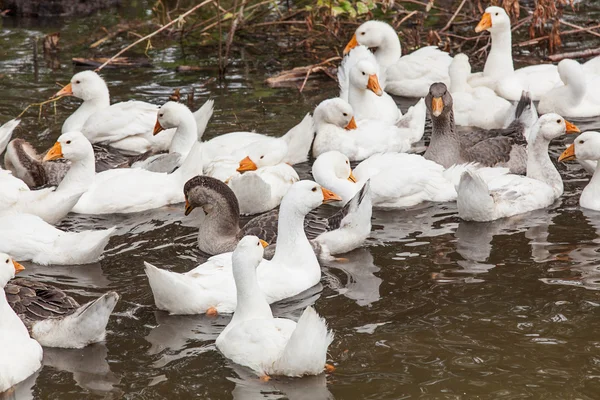 Kudde van grappige ganzen — Stockfoto