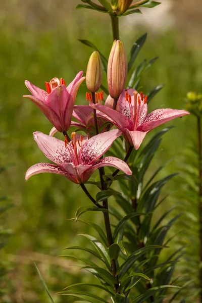 Rosa lily blommor — Stockfoto